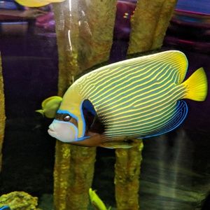 Meet your Posher, Simone